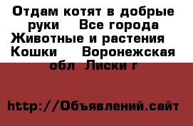 Отдам котят в добрые руки. - Все города Животные и растения » Кошки   . Воронежская обл.,Лиски г.